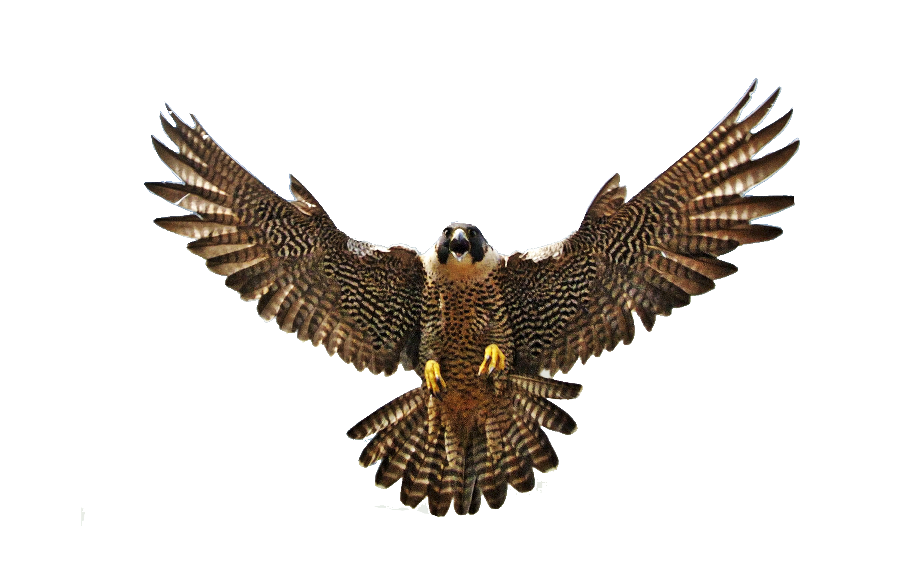 Falcon Flying PNG Images pngteam.com