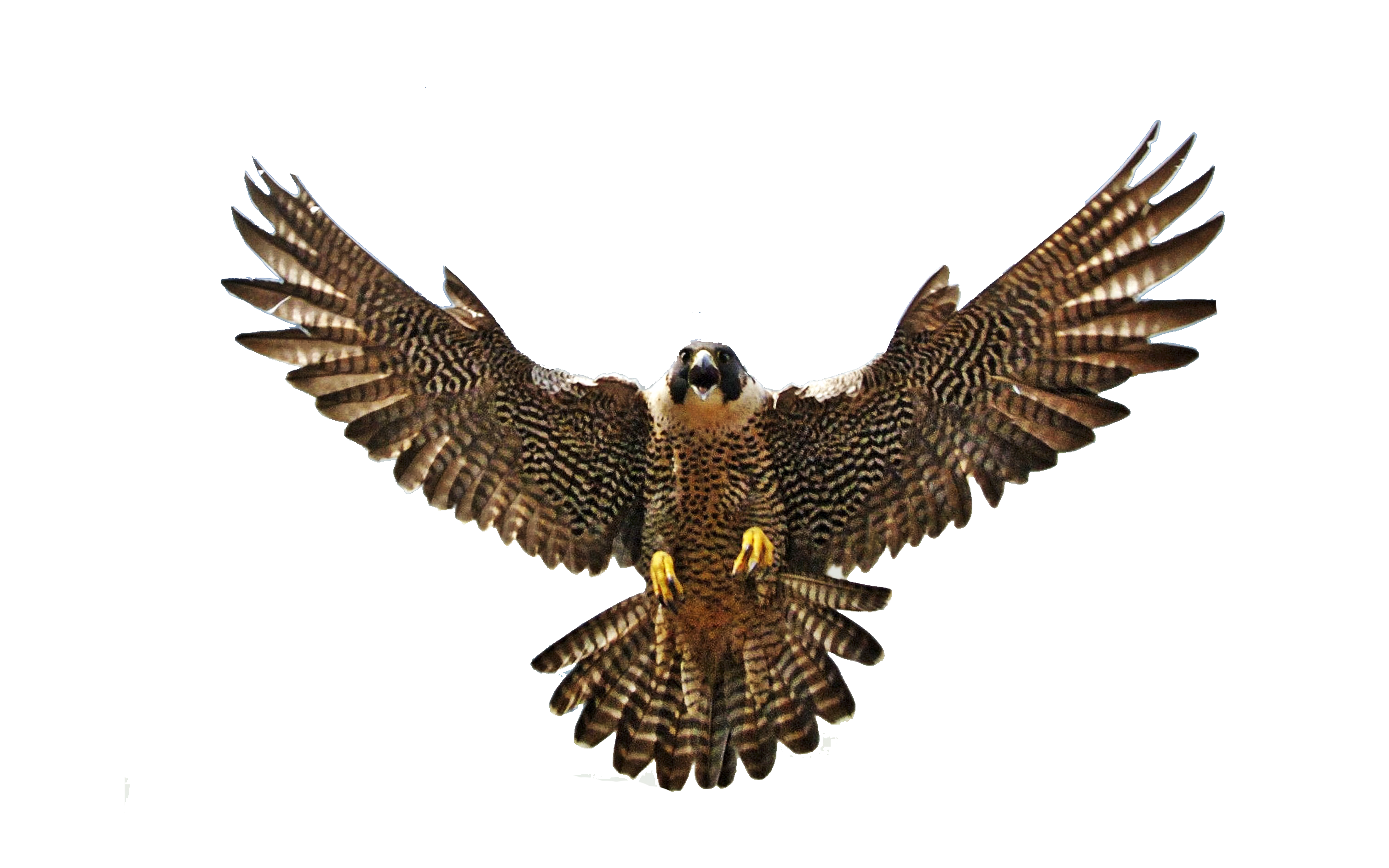 Falcon Flying PNG Images