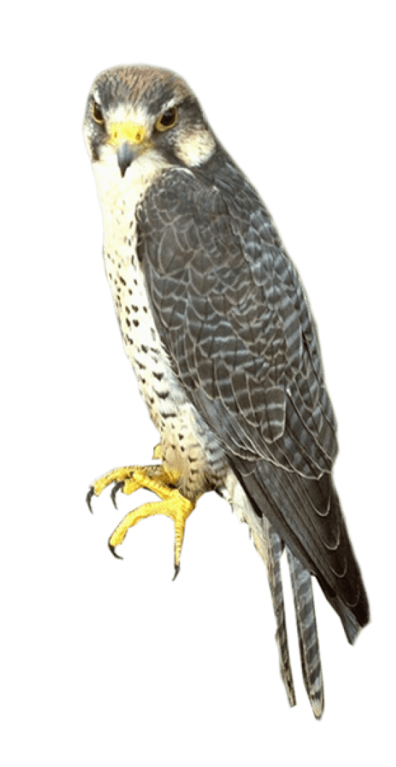Falcon Looking PNG HD and HQ Image pngteam.com