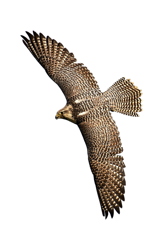 Flying Falcon PNG Picture pngteam.com