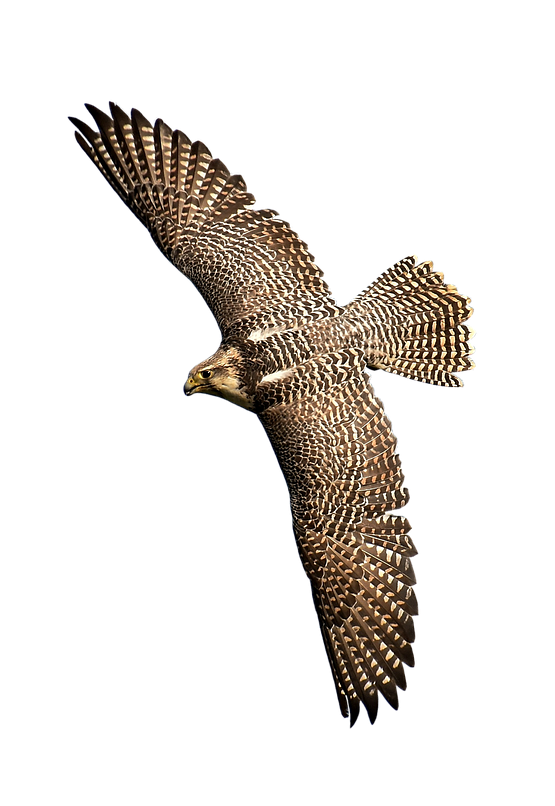 Flying Falcon PNG Picture