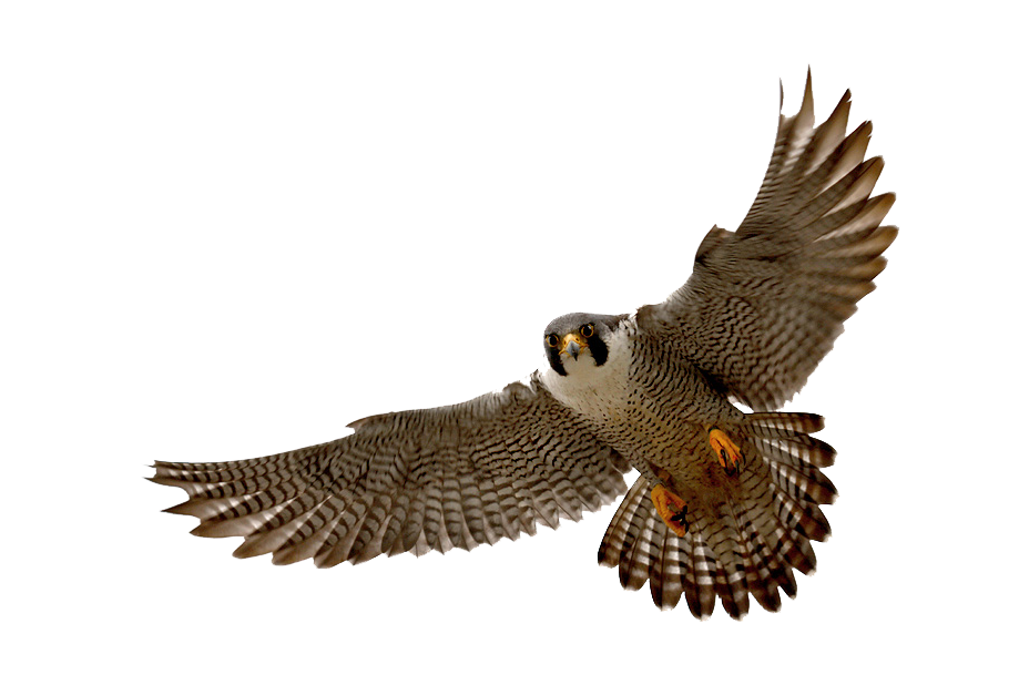 Falcon PNG HD and HQ Image  Transparent pngteam.com