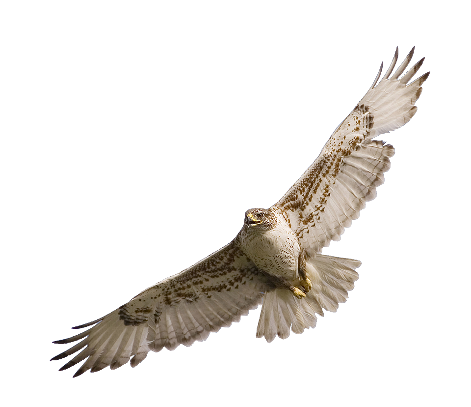 Falcon Wings PNG HD Transparent pngteam.com