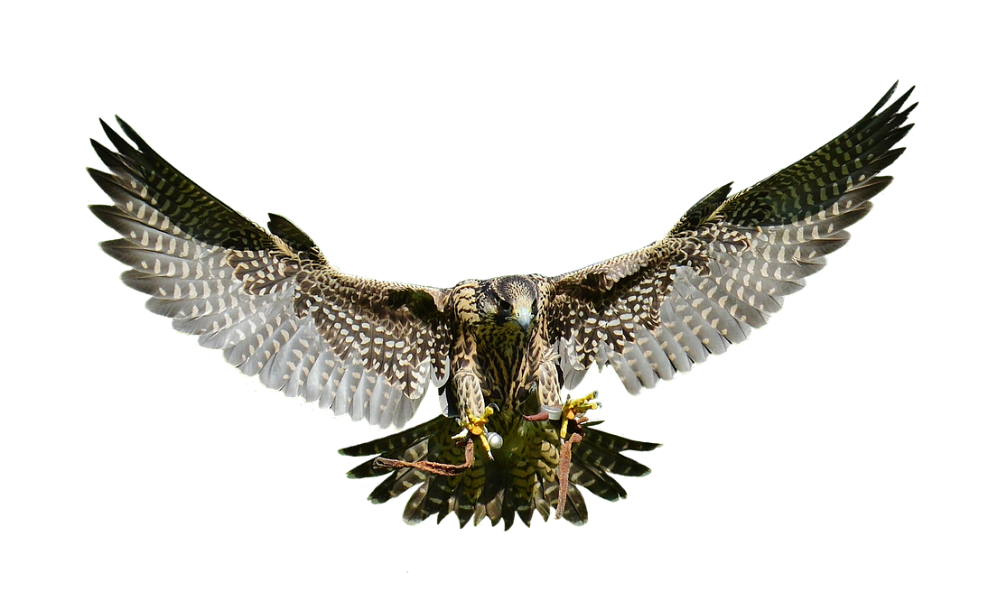 Falcon Flyes PNG HD Images pngteam.com