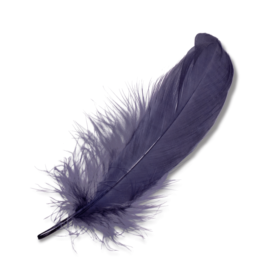 Feather PNG Transparent pngteam.com