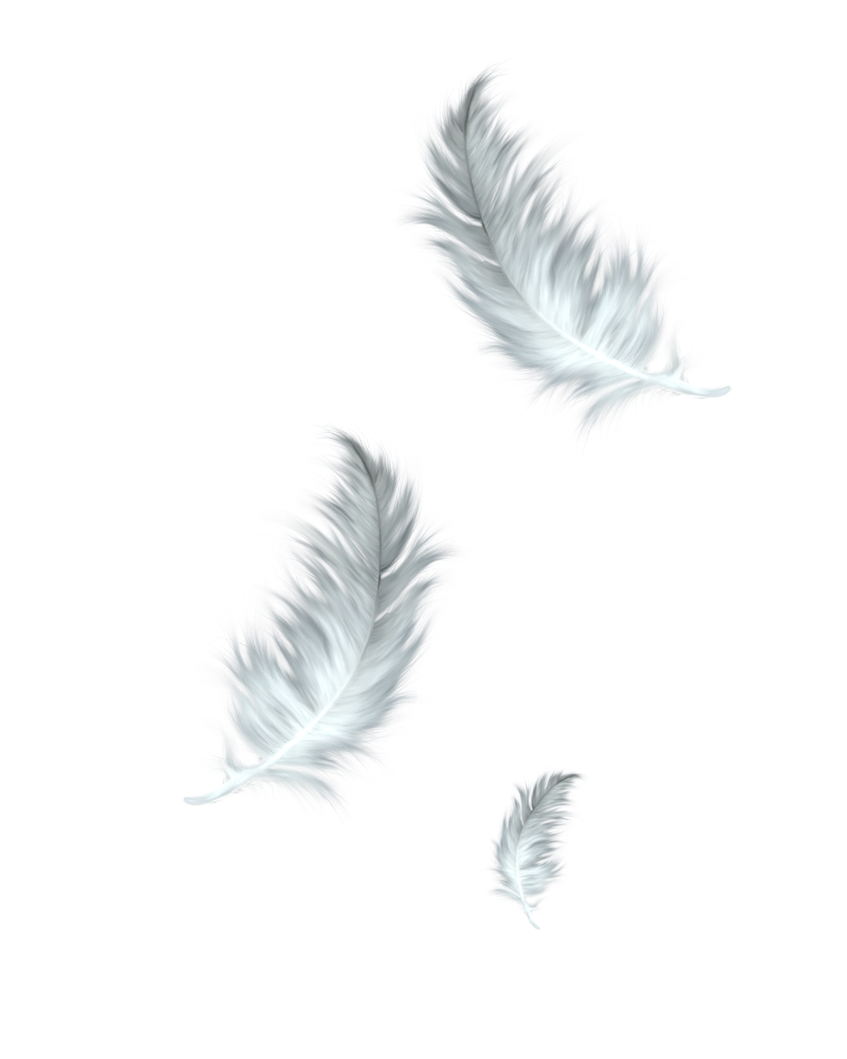 Feather PNG HD and Transparent pngteam.com