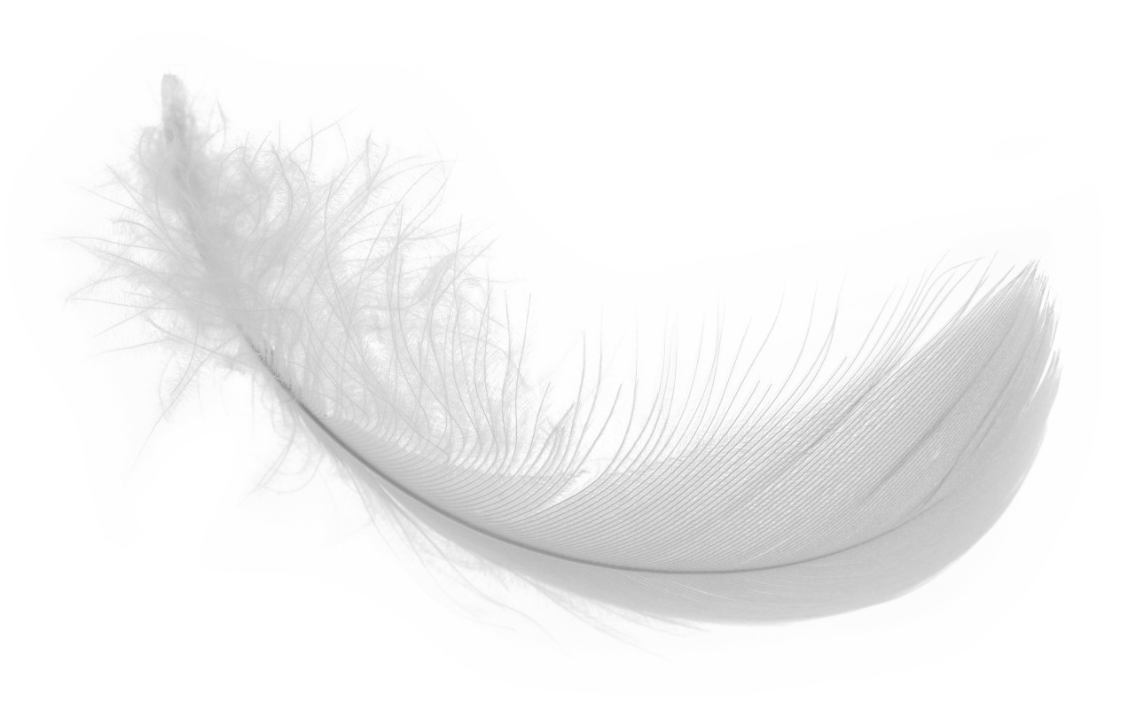 Feather PNG Picture pngteam.com