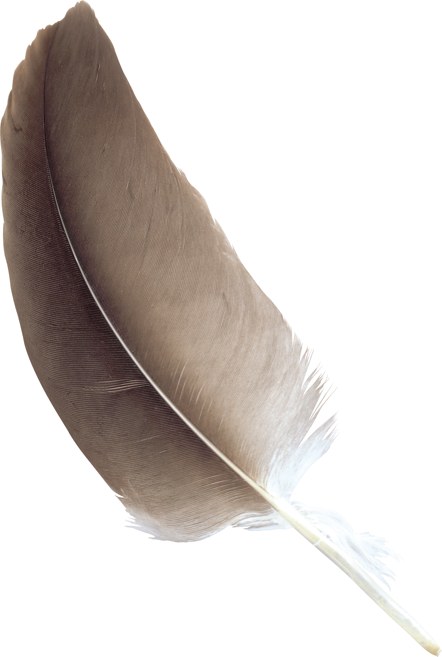 Feather PNG HD pngteam.com