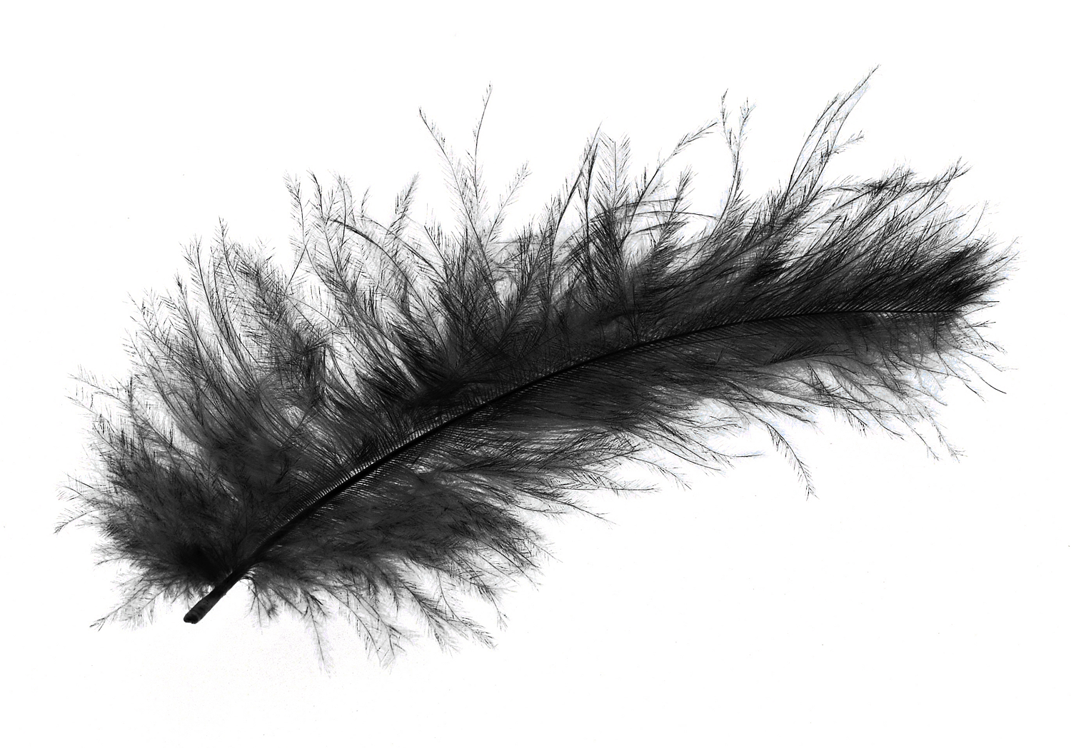 Feather PNG HQ pngteam.com