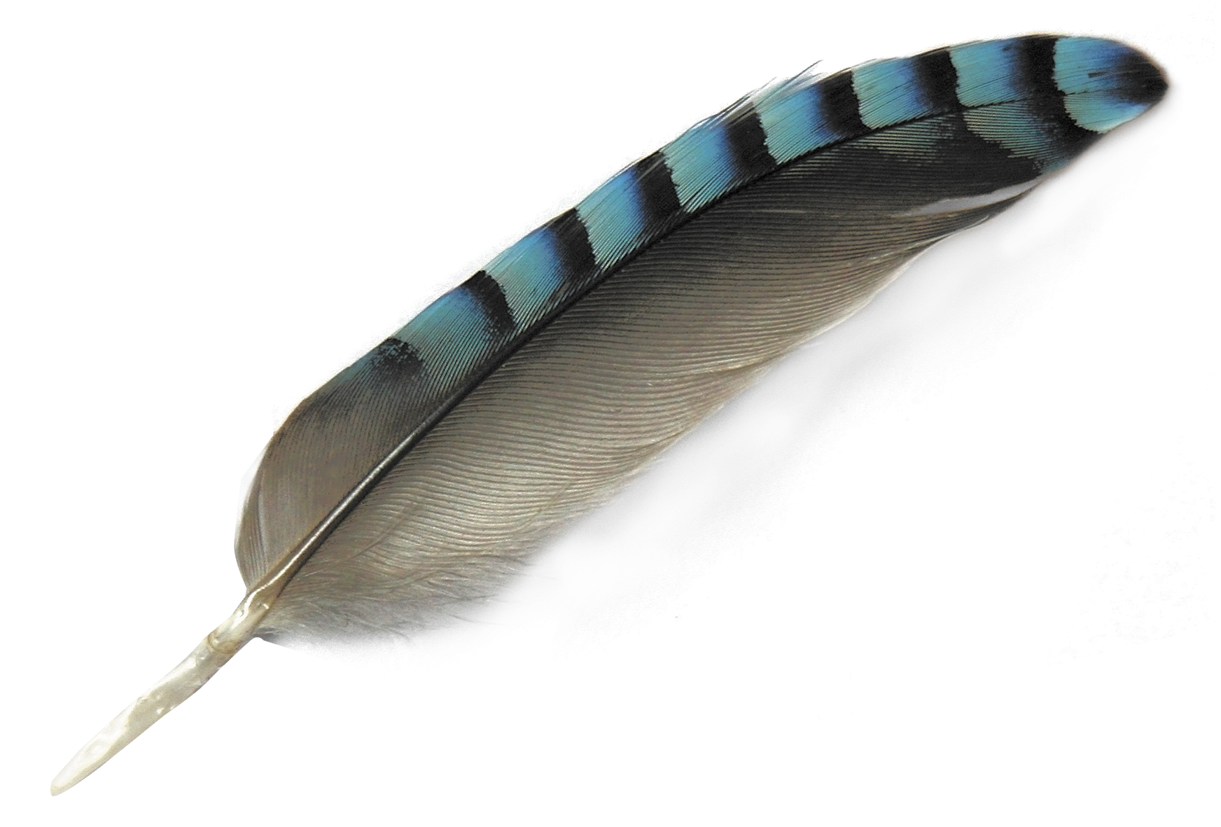 Feather PNG Image in High Definition pngteam.com