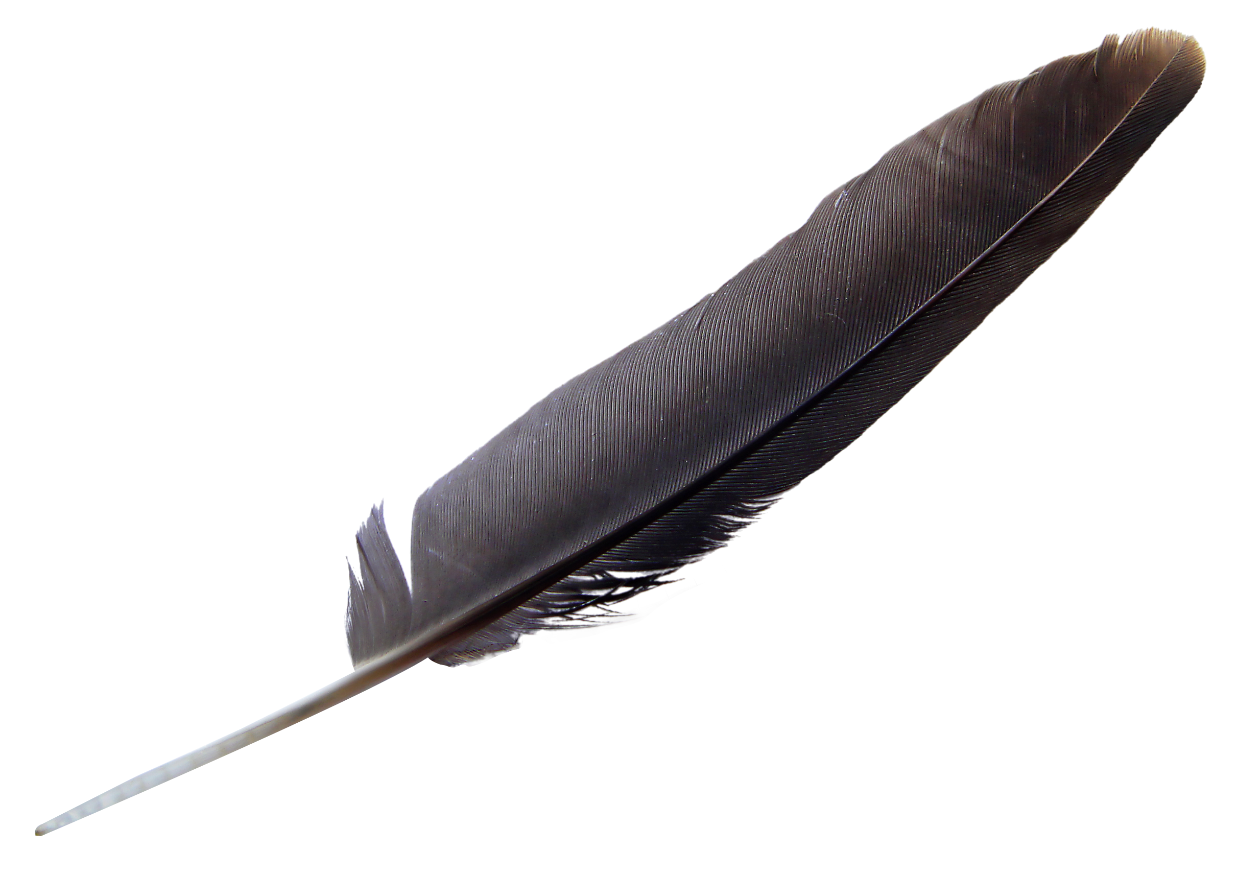 Feather PNG