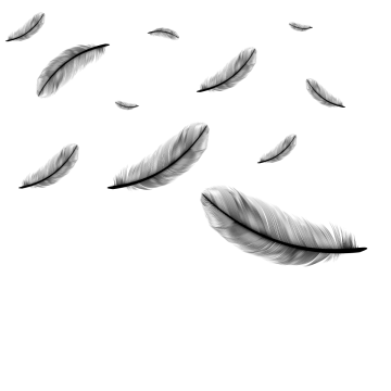 Feather PNG Image in High Definition pngteam.com