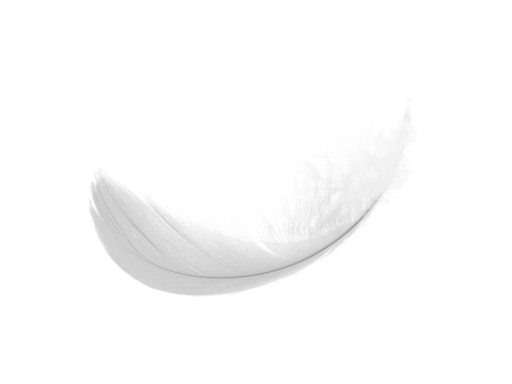 Feather PNG Image in High Definition pngteam.com