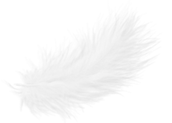 Feather PNG HD and HQ Image pngteam.com