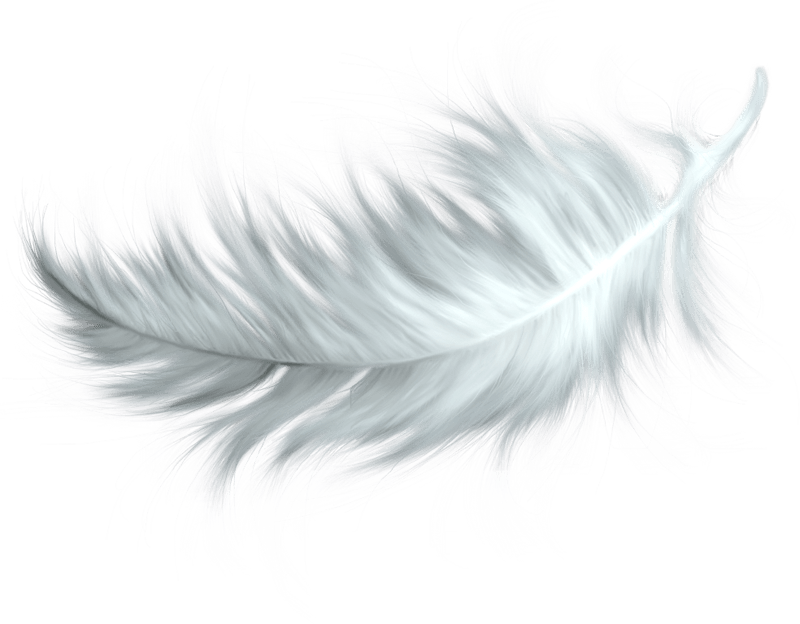 Feather PNG Images pngteam.com