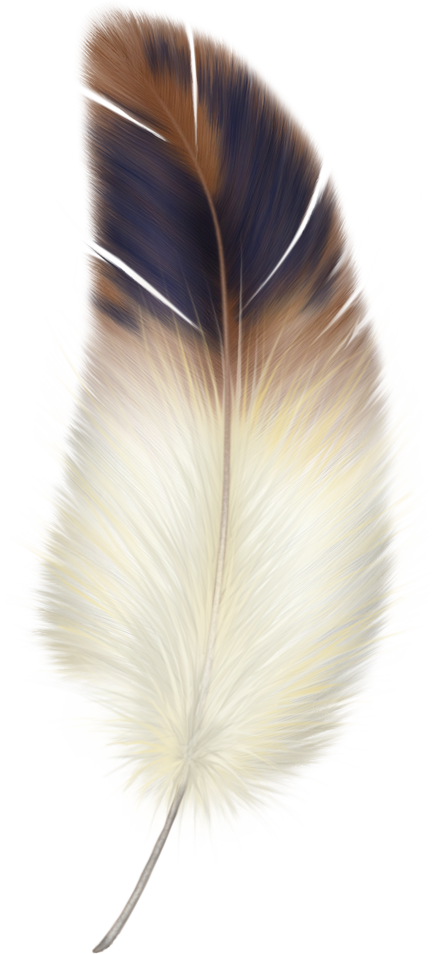 Feather PNG HD and HQ Image pngteam.com