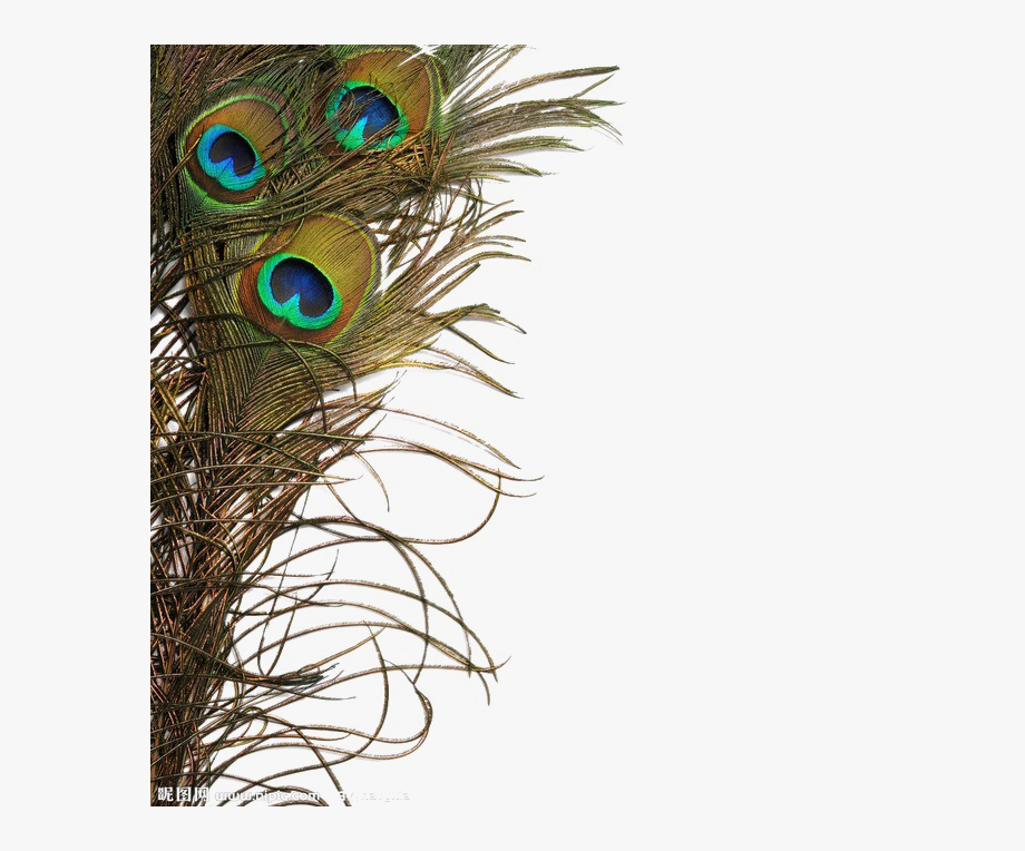 Feather PNG Image in Transparent pngteam.com