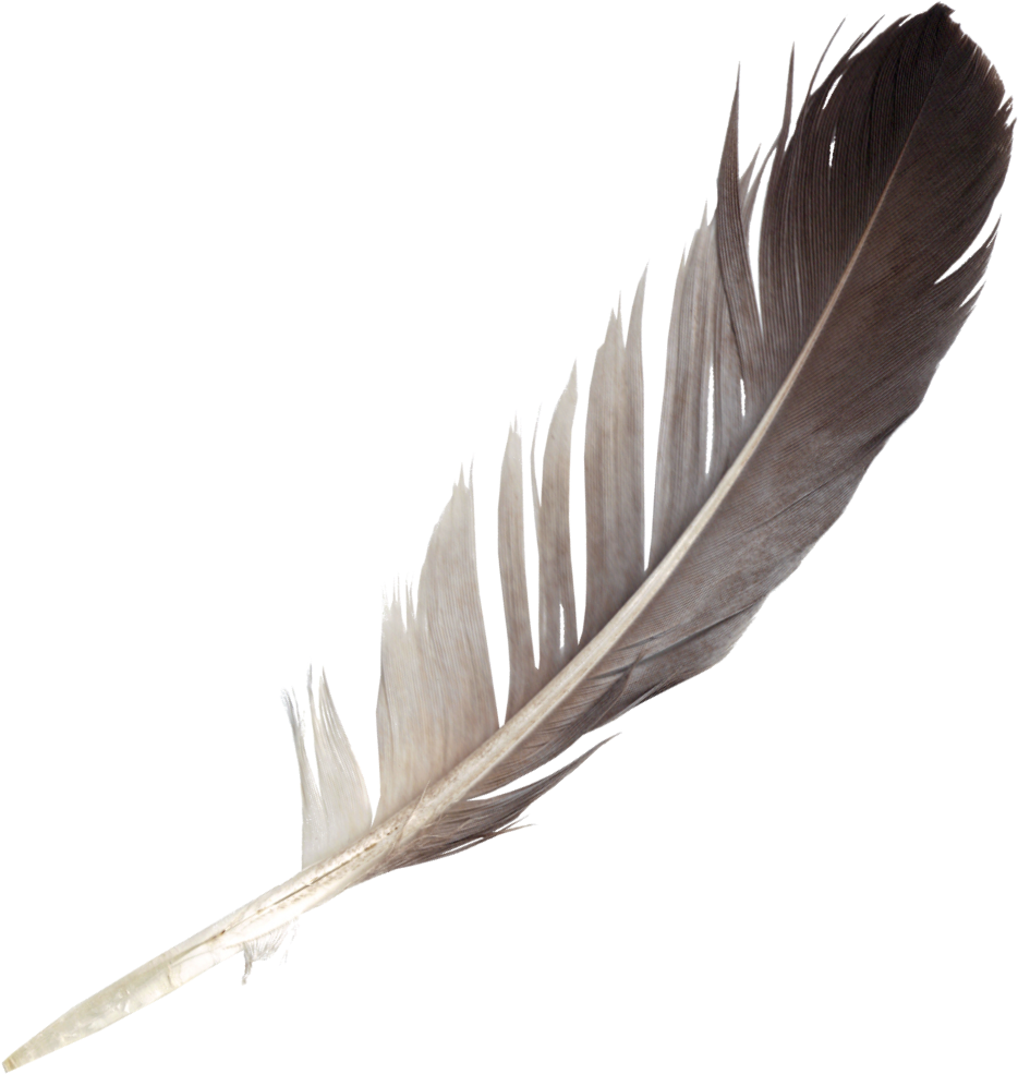 Feather PNG File pngteam.com