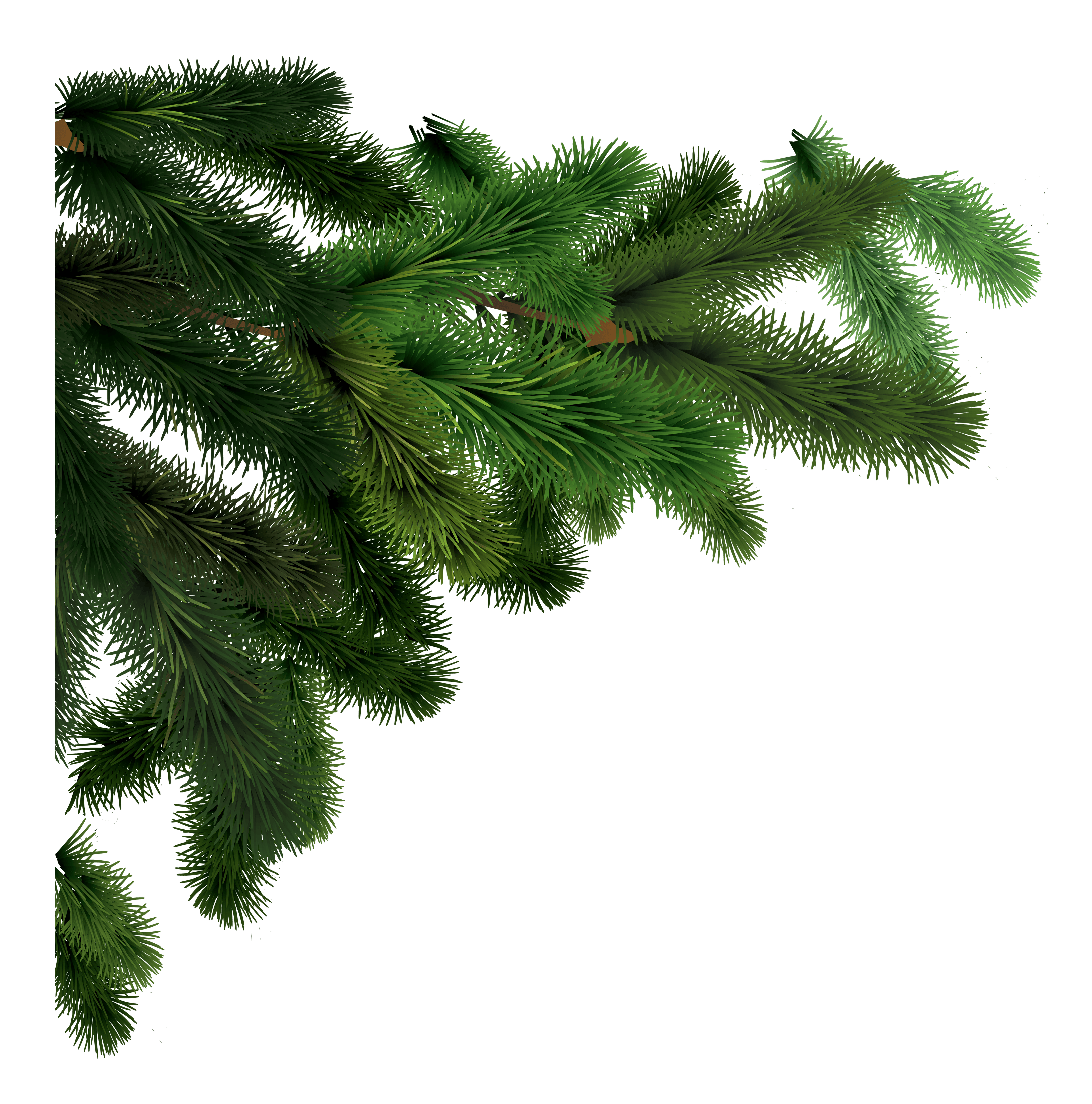 Fir Tree Side Branches PNG Photo - Fir Tree Png