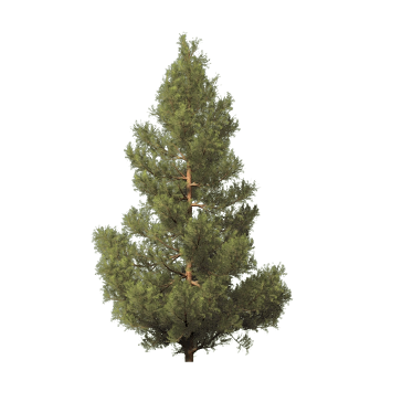 Fir Tree PNG HD and Transparent