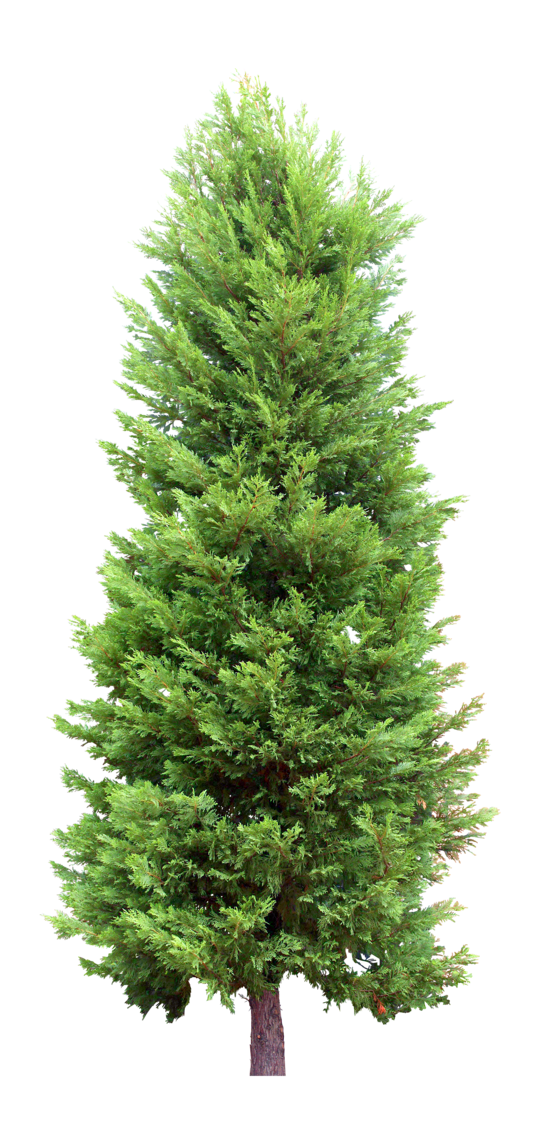 Fir Tree PNG HD and HQ Image - Fir Tree Png