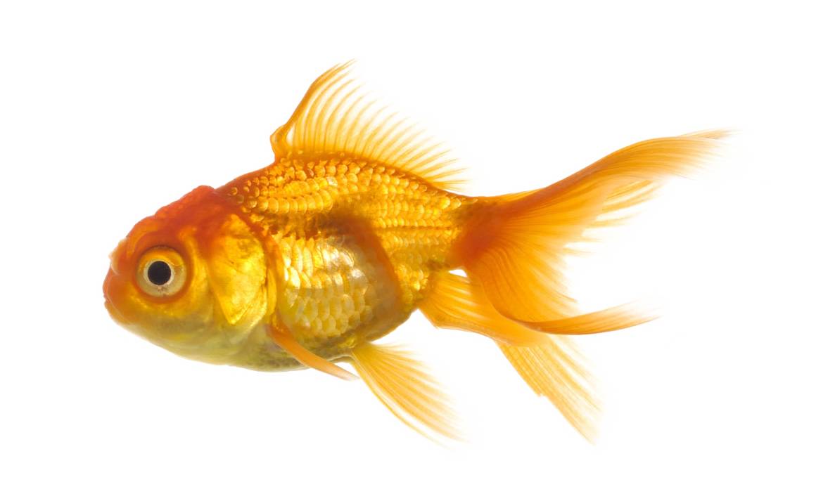 Fish PNG HD - Fish Png