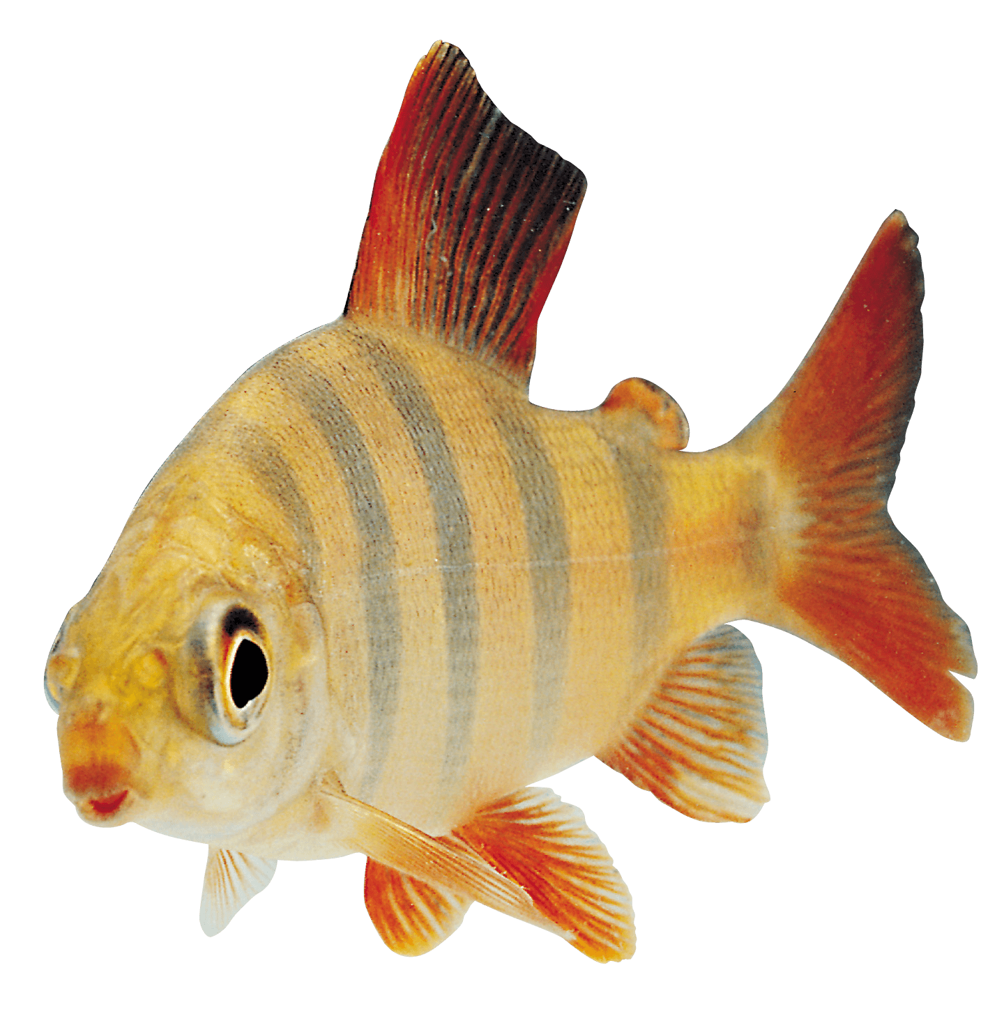 Fish PNG - Fish Png