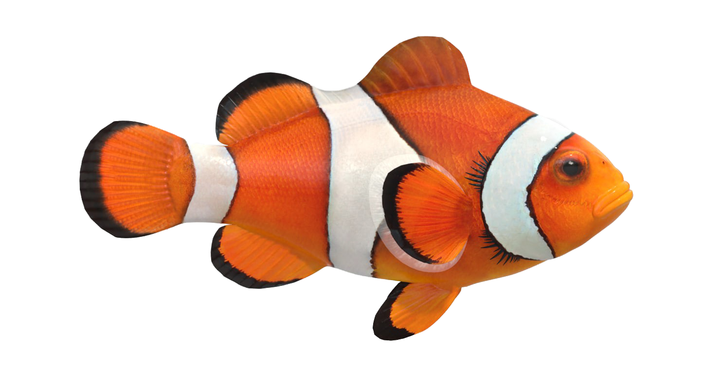 Fish PNG in Transparent - Fish Png