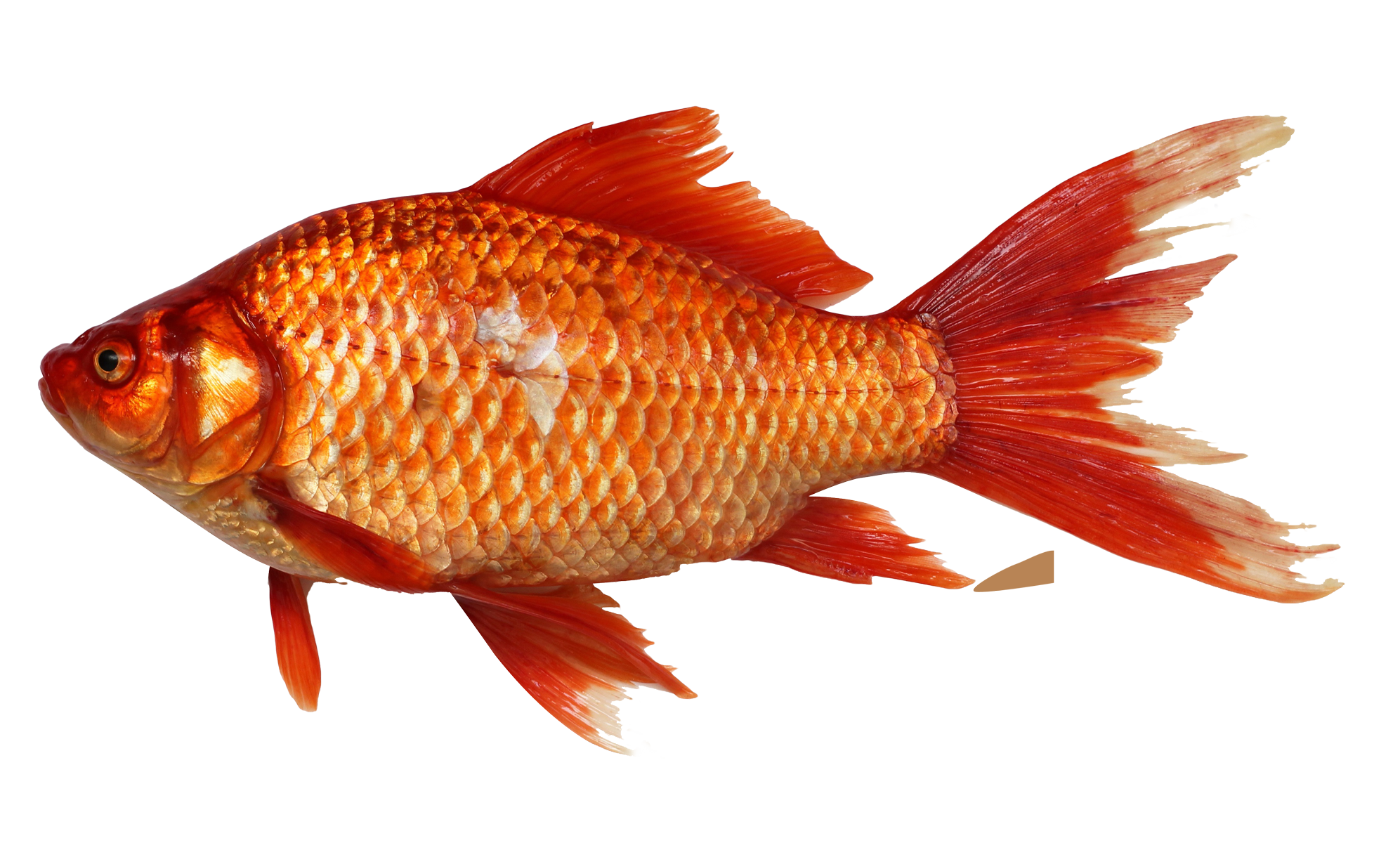 Fish PNG Picture - Fish Png