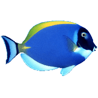 Fish PNG HD - Fish Png