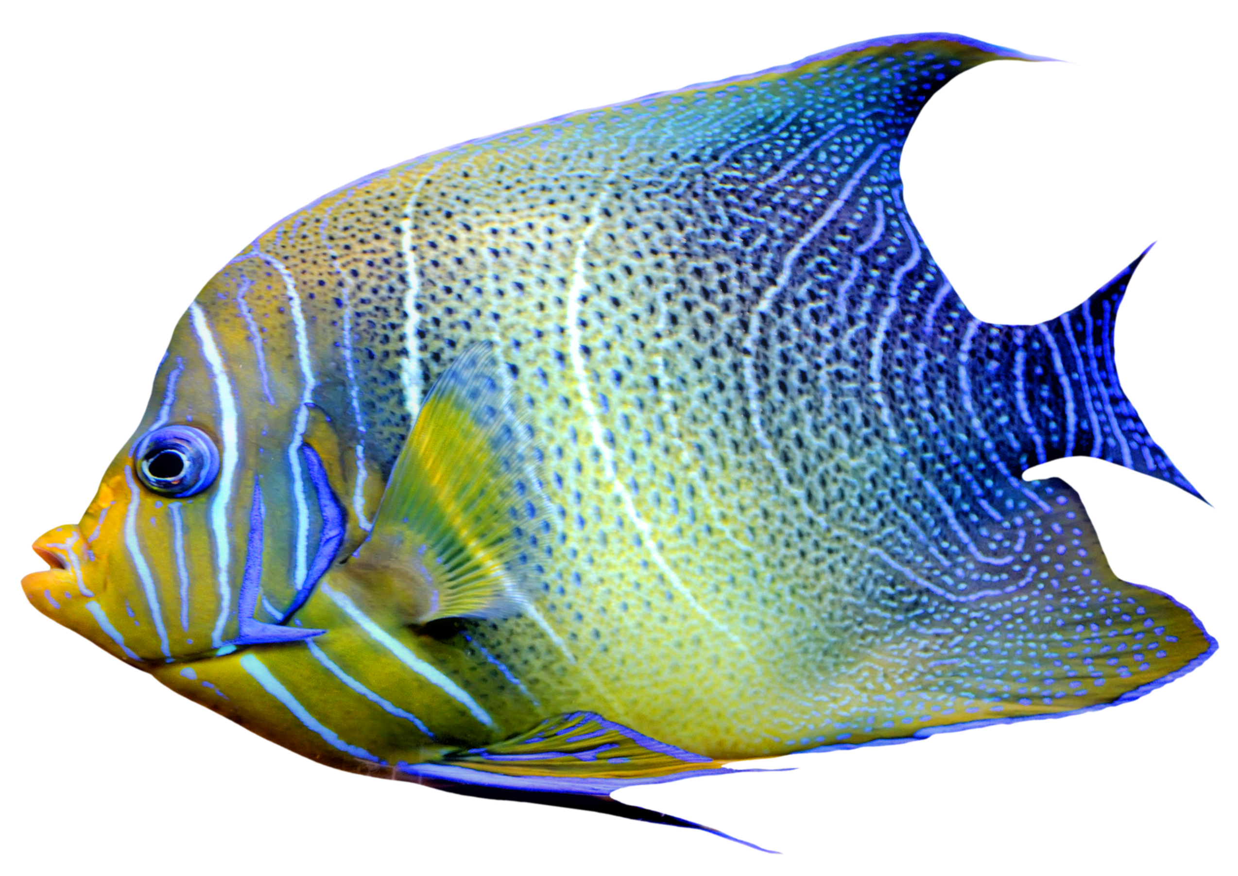 Fish PNG File pngteam.com