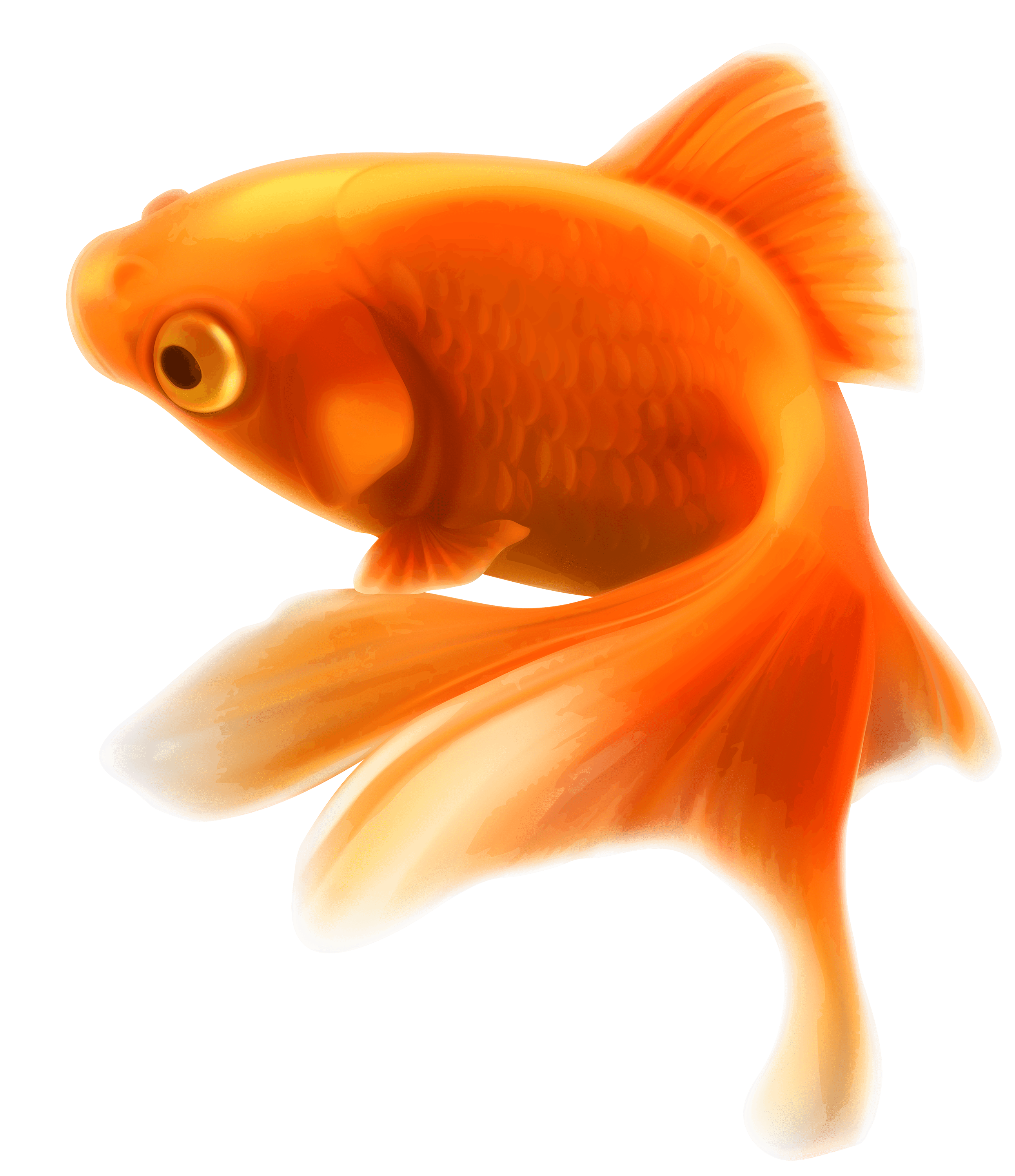 Fish PNG File - Fish Png