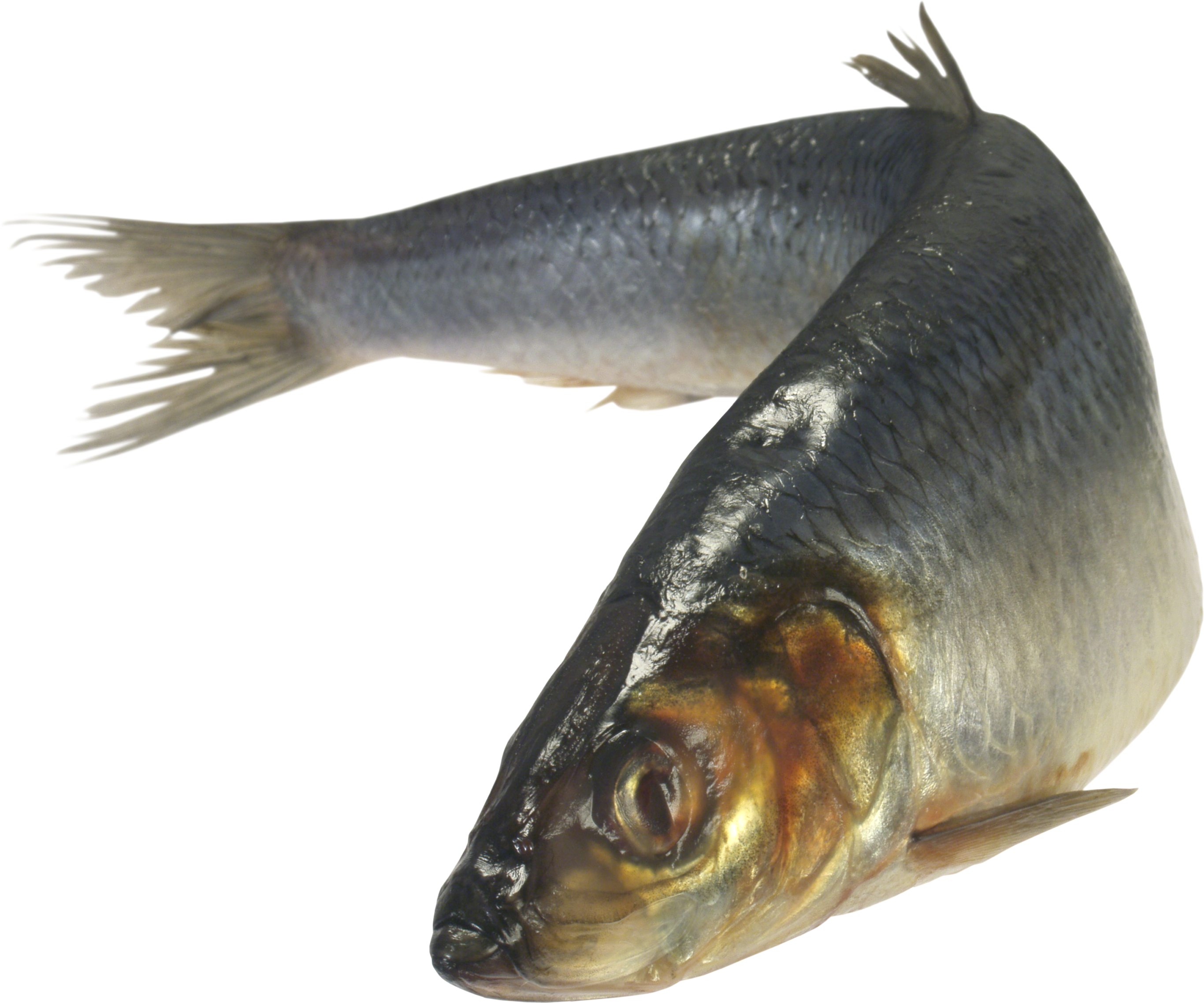 Fish PNG Images - Fish Png