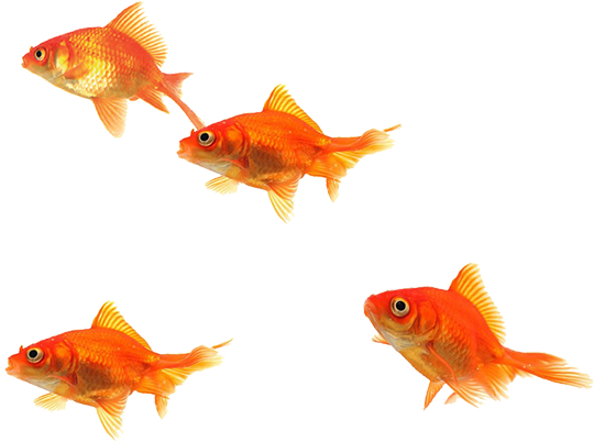 Fish PNG Images
