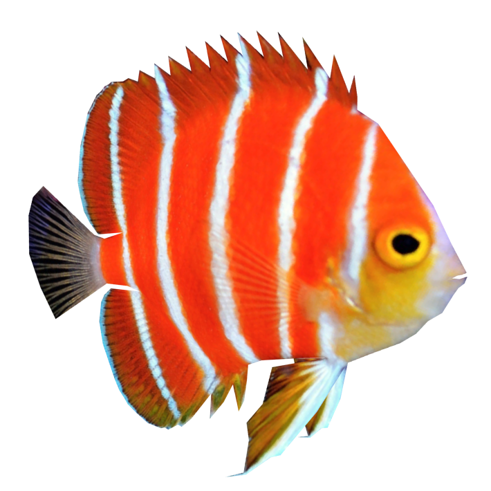Fish PNG File - Fish Png