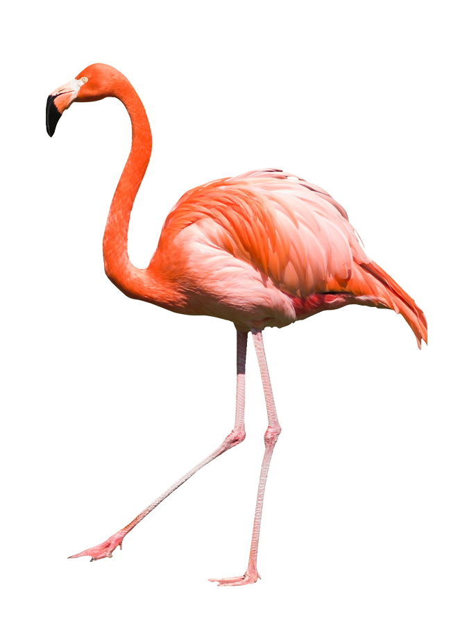Real Flamingo PNG in Transparent pngteam.com