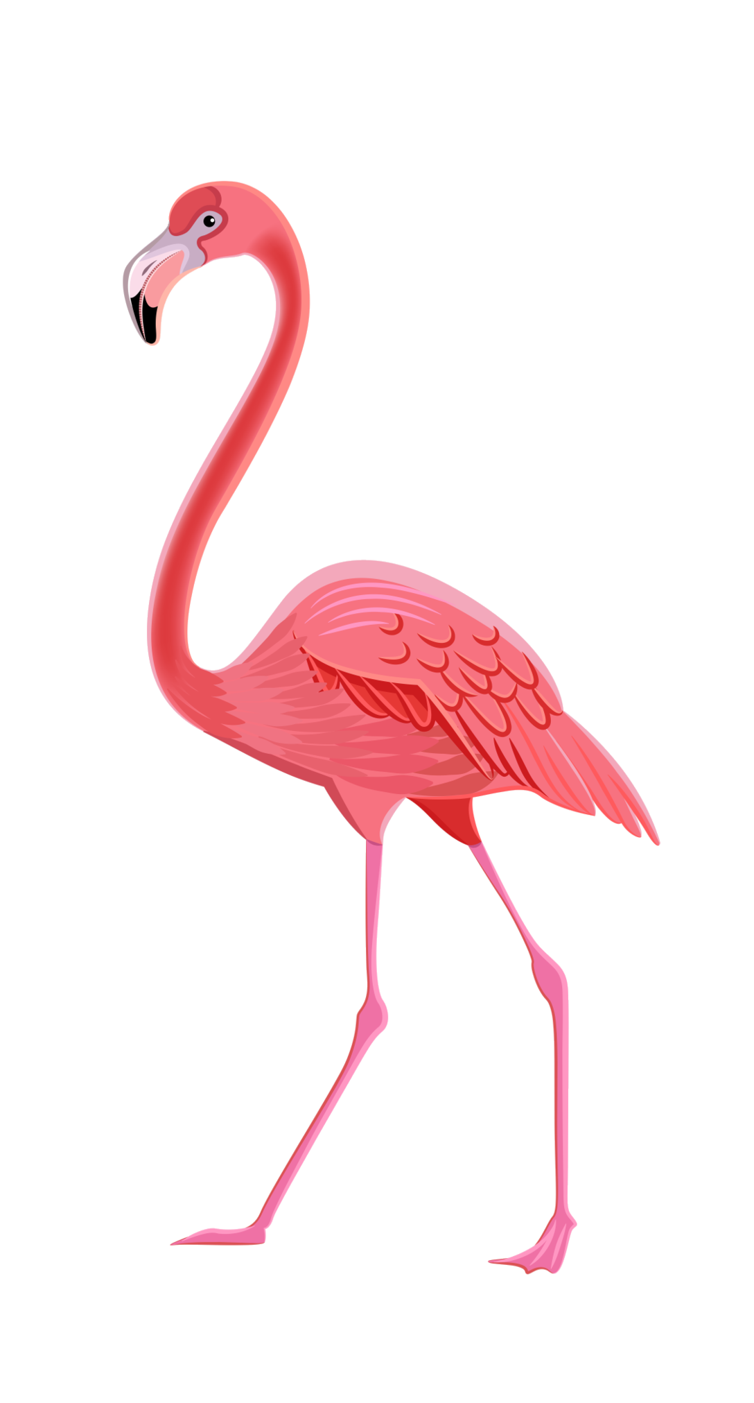 Flamingo PNG Transparent Image Photo Pink Swan