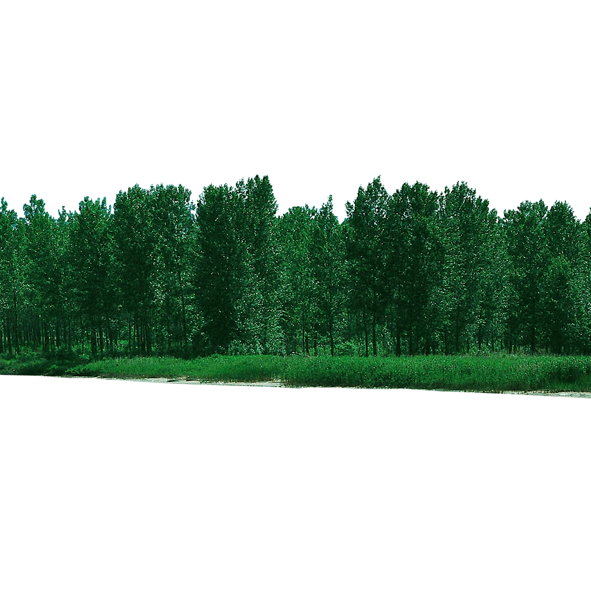 Forest PNG HD Image - Forest Png
