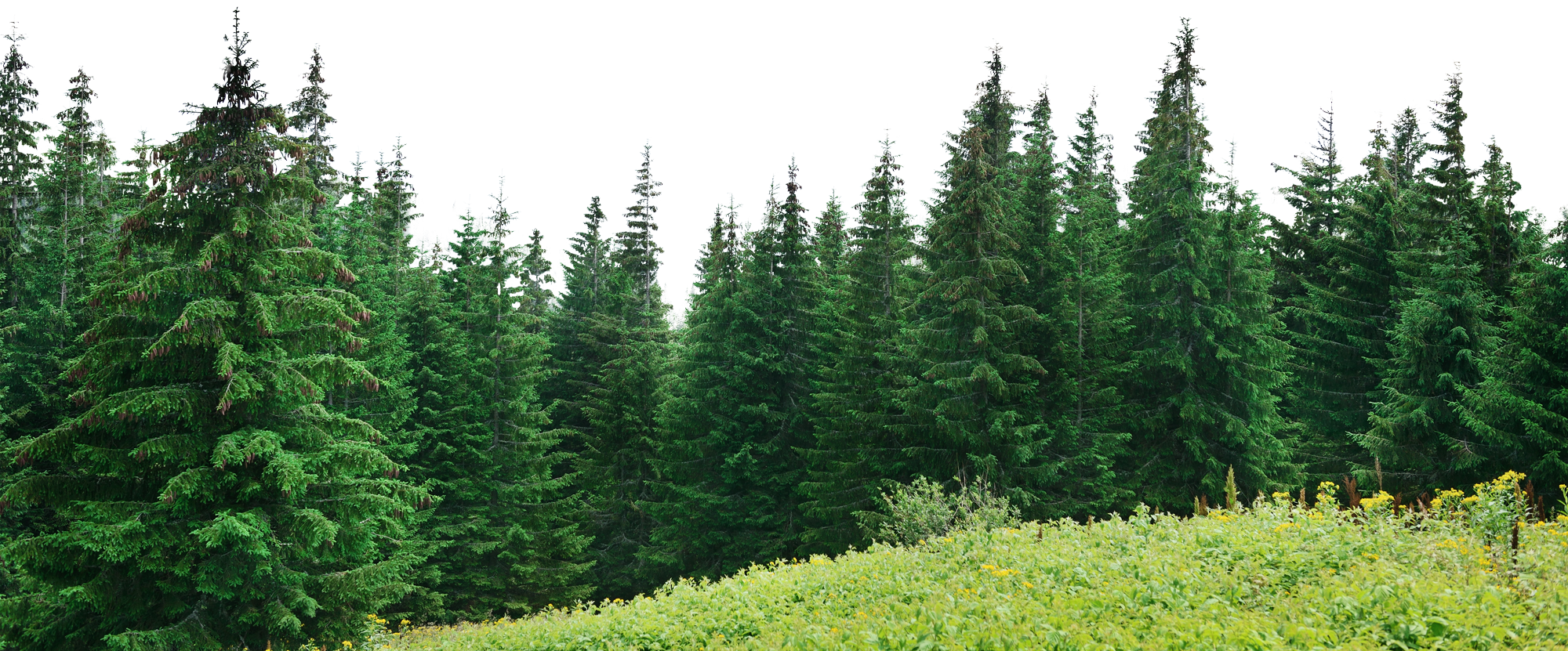 Forest PNG HQ - Forest Png