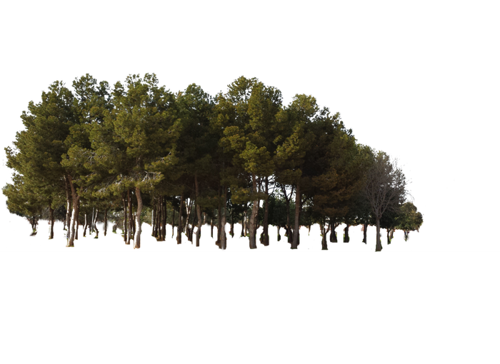 Forest PNG HD - Forest Png