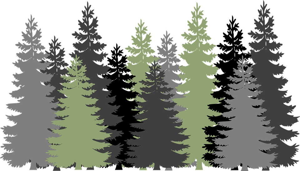 Forest PNG Images - Forest Png
