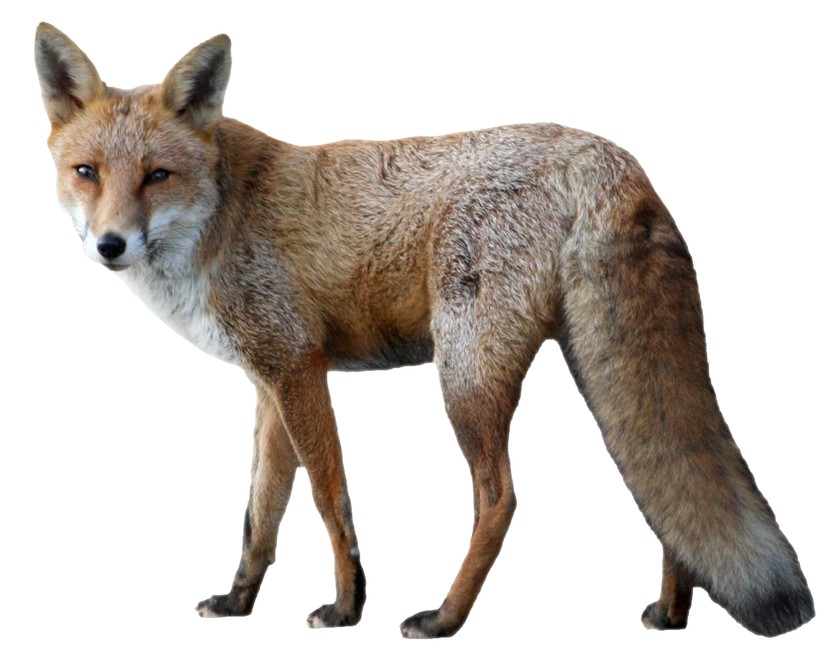 Fox PNG File