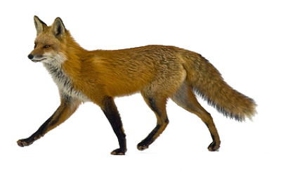 Fox PNG HD and Transparent - Fox Png