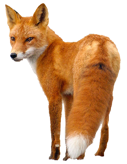 Fox PNG Image in Transparent pngteam.com