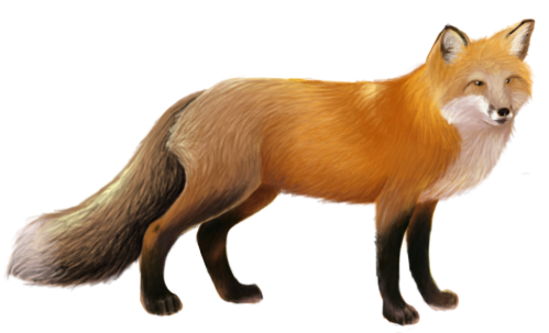 Fox PNG HD and Transparent