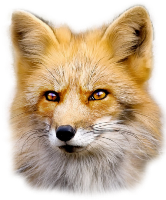 Fox PNG Image in High Definition pngteam.com