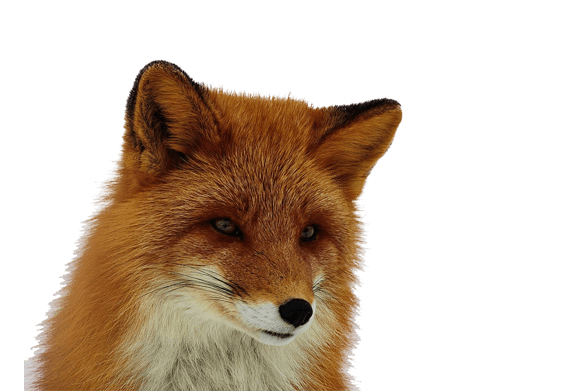 Fox PNG Transparent pngteam.com