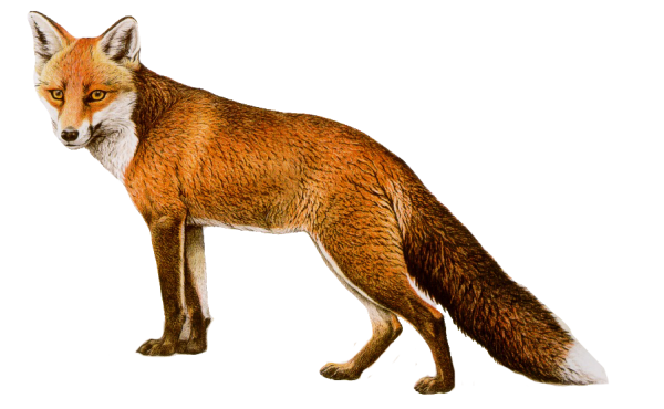 Fox PNG HD and HQ Image pngteam.com