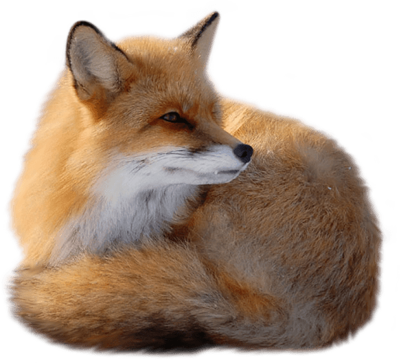 Fox PNG HD Image