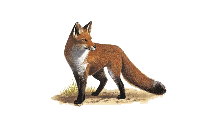 Fox PNG HD and Transparent pngteam.com